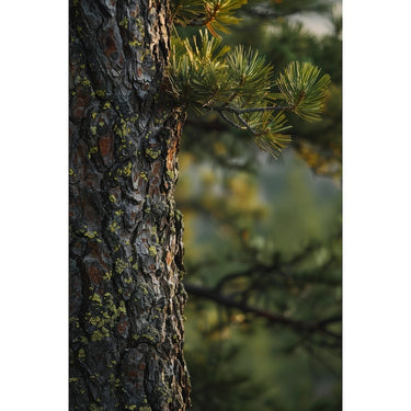 Pine Tree Painting
